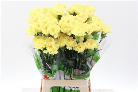 Carnation Single Hermes Yellow 65cm