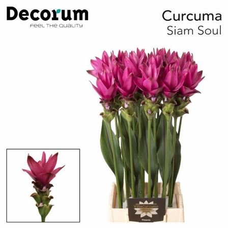 Curc Al Siam Soul 70cm