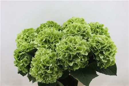 Hydrangea M Whi Verena Cl 60cm-19