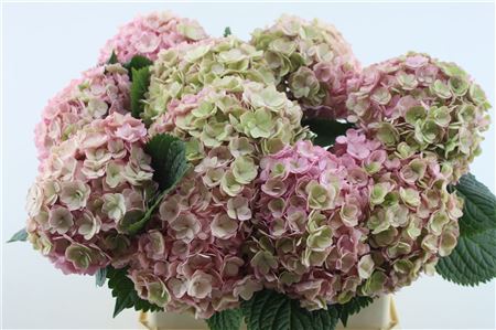 Hydrangea M Adora Cl 80-20cm