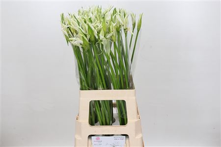 Nerine Like A Virgin 70cm