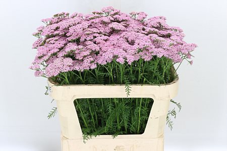 Achillea M Anita Dark 55cm