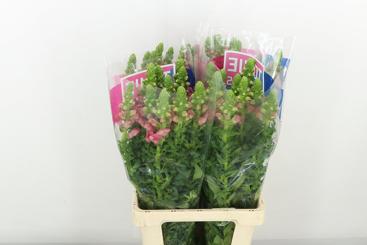 Antirrhinum Poto Mary True Pink Xl 70cm