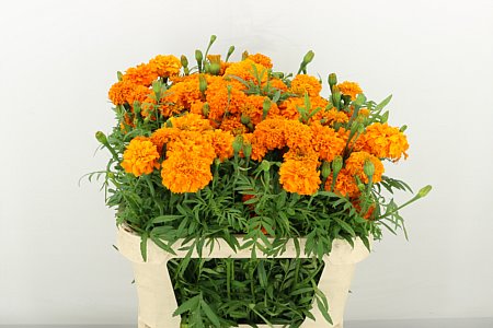 Tag E Promise Orange 75cm