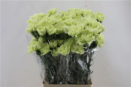 Carnation Single Midori 65cm