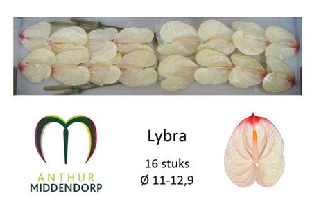 Anthurium A Lybra 12