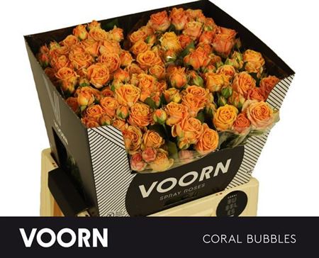 Rose Spray Coral Bubbles 60cm