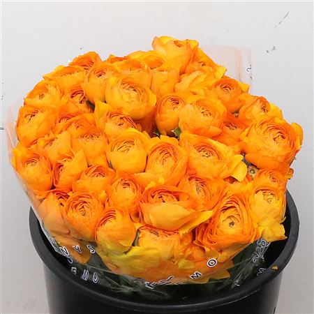 Ranunculus Clooney Mandarino Super 45cm