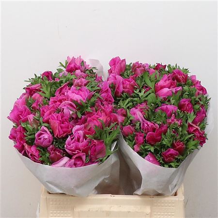 Anemone Mistral Cerise Extra 30cm