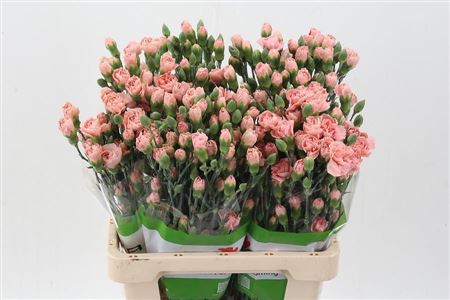 Carnation Spray Symply Peach X20 65cm