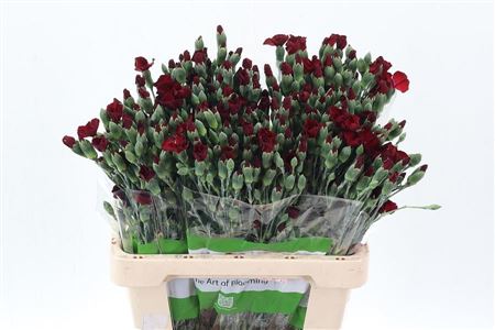 Carnation Spray Symply Cocket D Rood X20 65cm