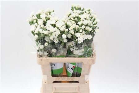 Carnation Spray Symply Snow X20 65cm