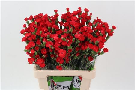 Carnation Spray Symply Love X20 65cm