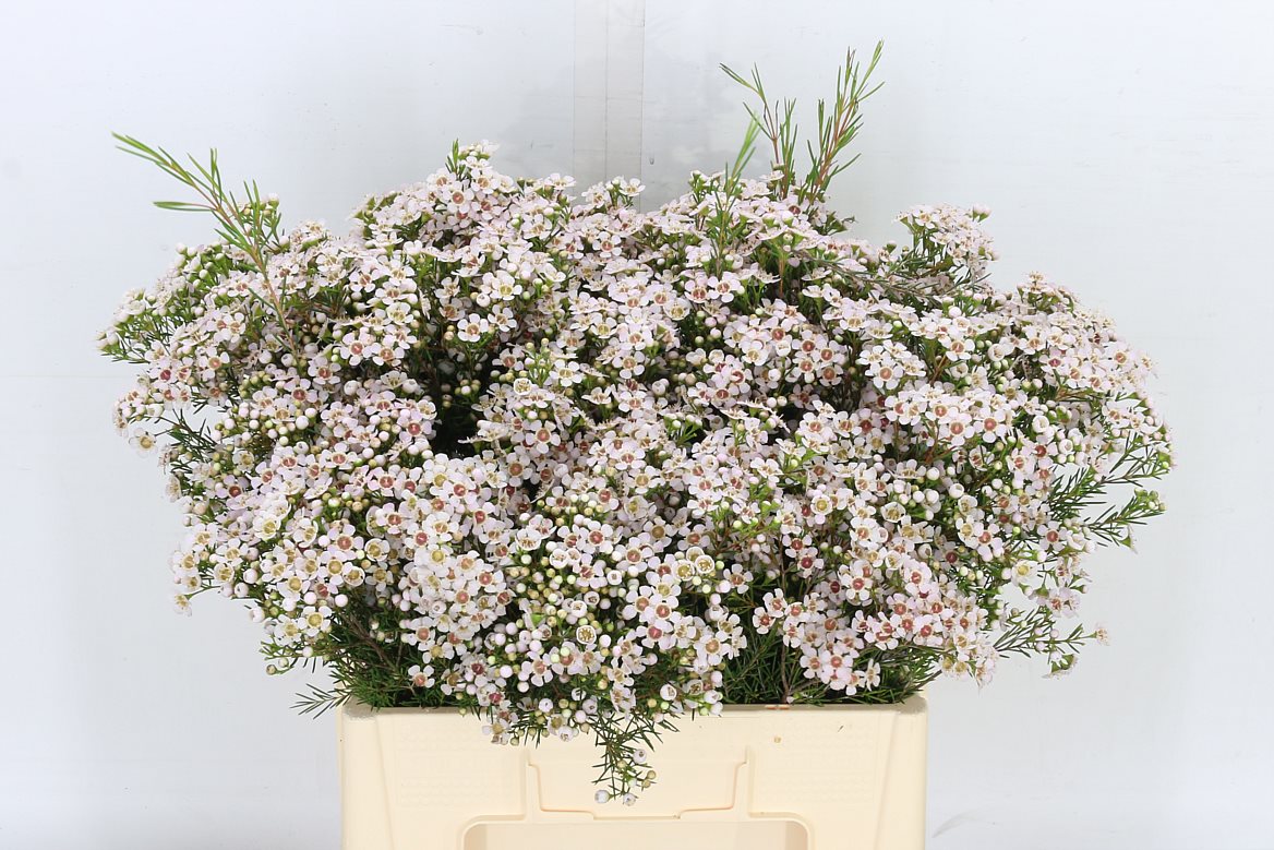 Chamelaucium (Waxflower) Un Jupite Moon 60cm