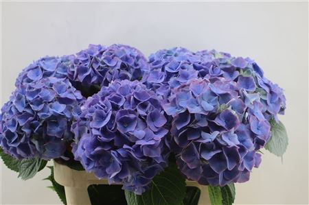 Hydrangea M My Riviera 80cm