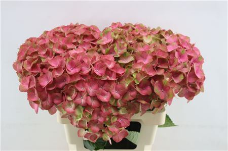 Hydrangea M My Inferno 60cm