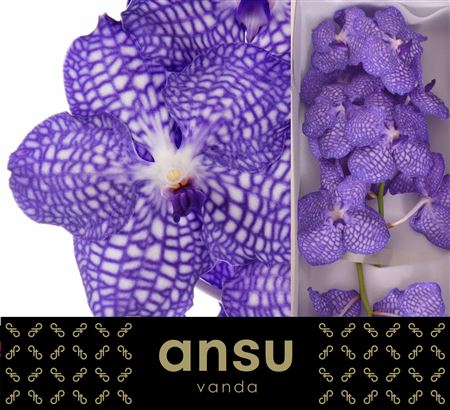 Vanda Orchid Kanchana China Blue 32cm