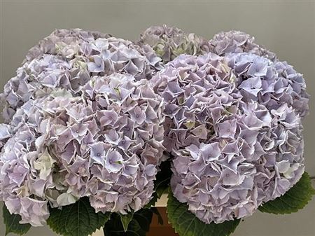 Hydrangea M My Minerva 60cm