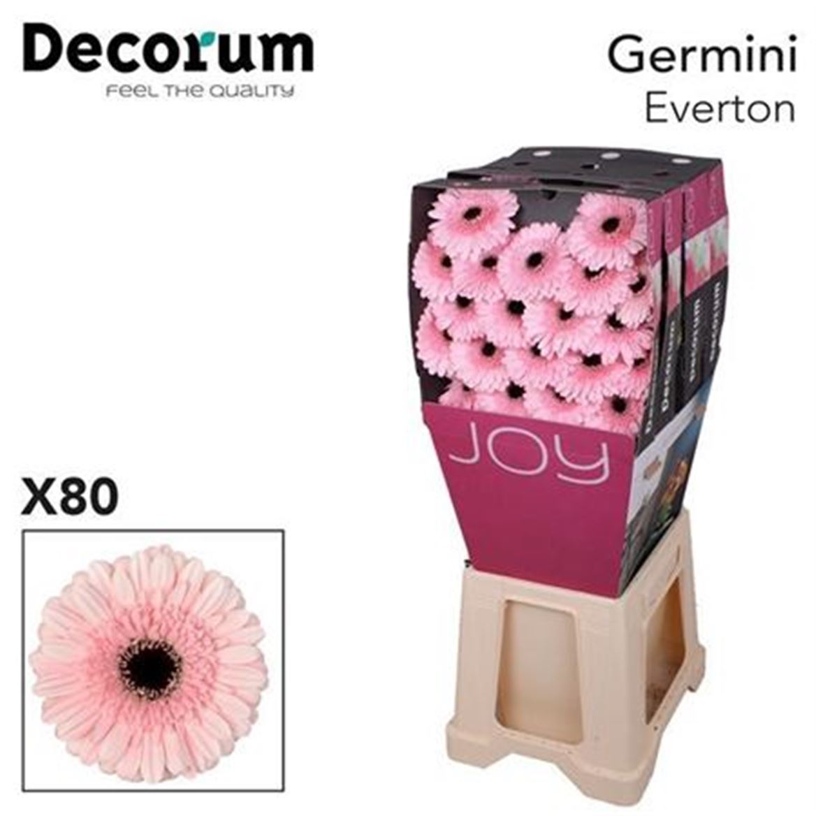 Germini Everton Diamond 47cm