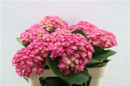 Hydrangea M Roy Kiss 70cm