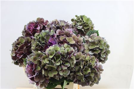 Hydrangea M San Tropez Cl 60cm