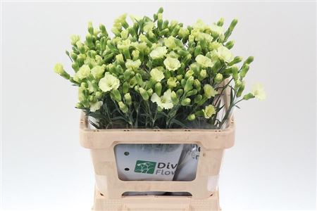 Carnation Spray Solomio Bern 60cm