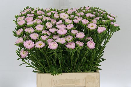 Callistephus Jules Pink 45cm