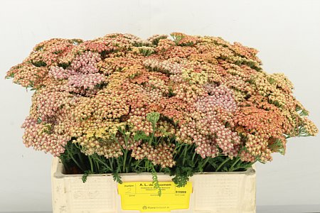 Achillea M Orange Dream 50cm