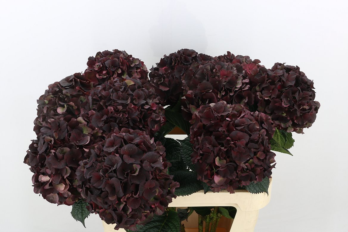 Hydrangea M Mag D Ruby Cl 60cm