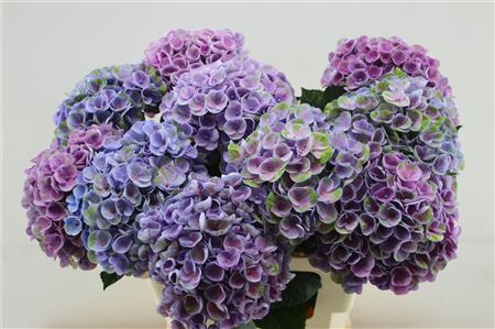 Hydrangea M Amazone 60cm