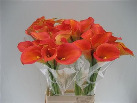 Calla Lilly Capt Brunello 70cm