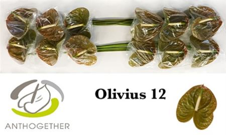 Anthurium A Olivius 12