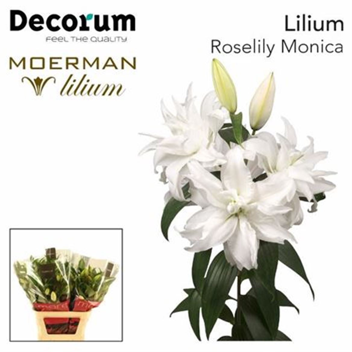 Lily Oriental Double Roselily Monica White 90cm