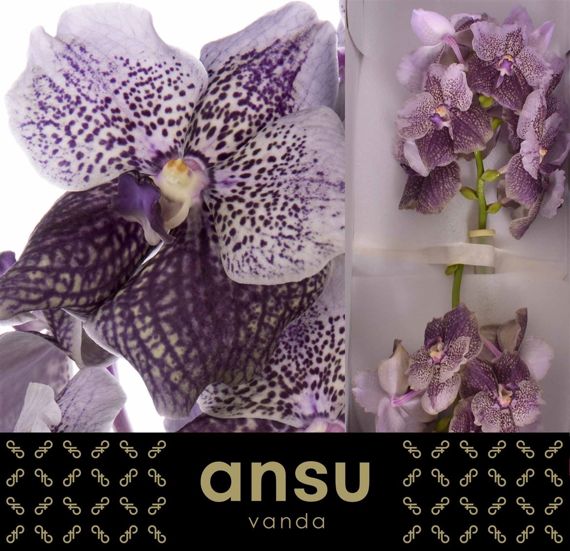 Vanda Orchid Antique Mauve Plum