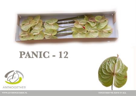 Anthurium A Panic 12