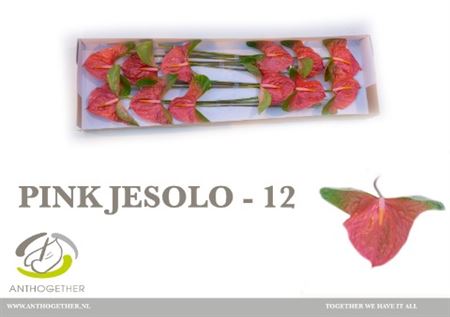 Anthurium A Pink Jesolo 12