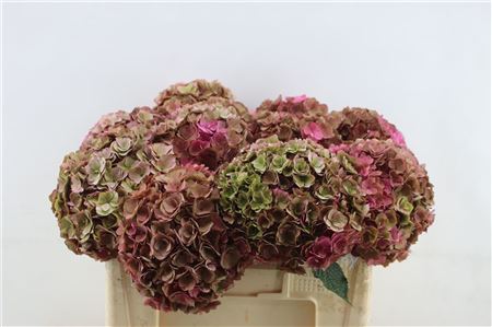 Hydrangea M Roy Anasta Cl 50-20 50cm