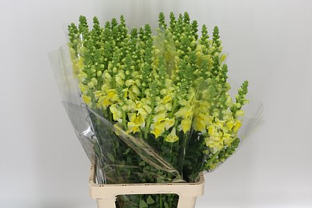 Antirrhinum Poto Yellow 70cm