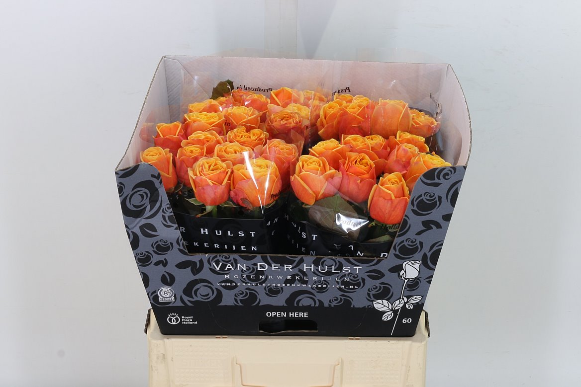 Rose Heliana Orange+ 60cm
