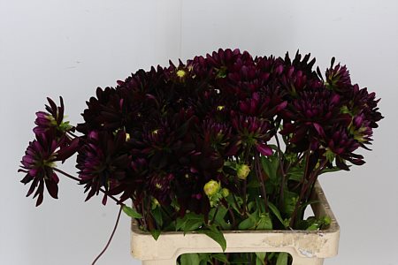 Dahlia Chat Noir 60cm