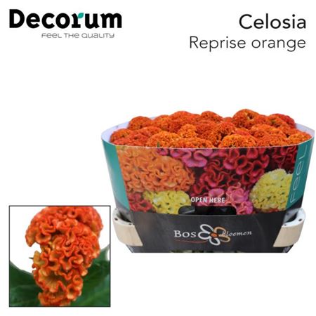 Celosia Cristata Reprise Orange 75cm