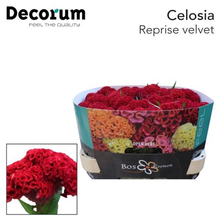 Celosia Cristata Reprise Velvet 75cm