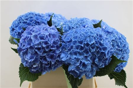 Hydrangea M Roy Parade Blue 70cm