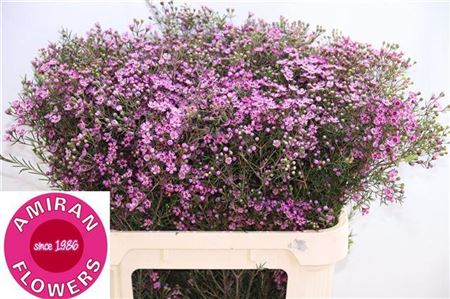 Chamelaucium (Waxflower) Un Prince 60cm