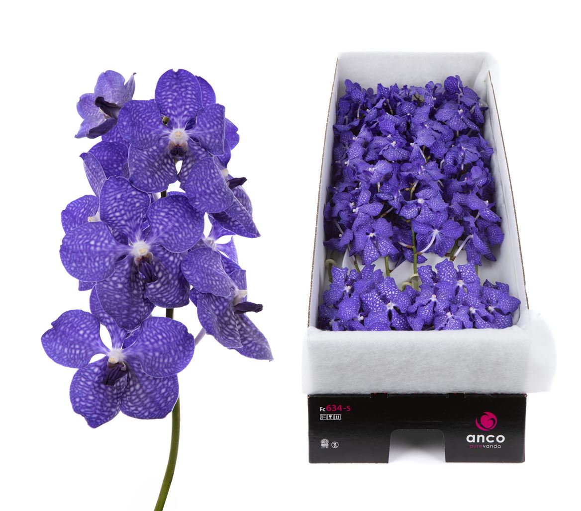 Vanda Orchid Dark New Blue 25cm