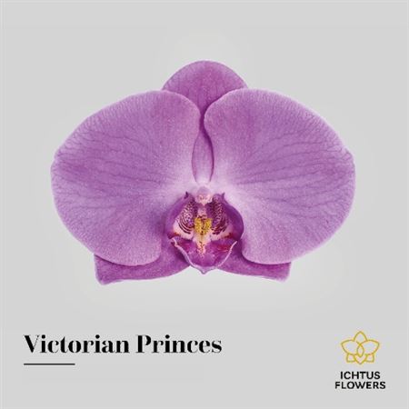 Phalaenopsis Victorian Princess Bloem 25 Bloemen