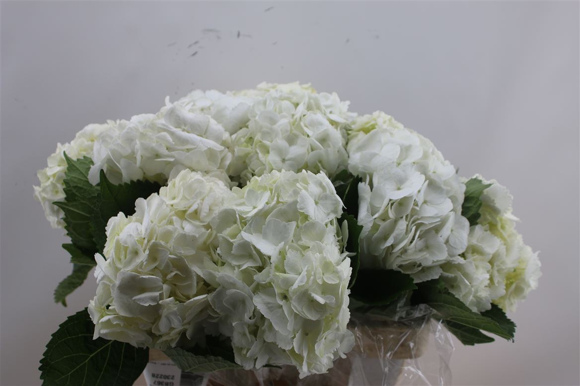 Hydrangea . M Premium White 75-21cm