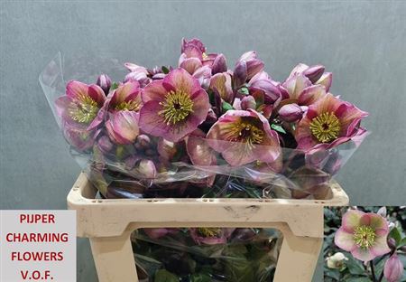 Hellebores Frk Baylis Blus 55cm