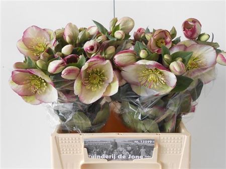 Hellebores Frk Glenda Glos 40cm