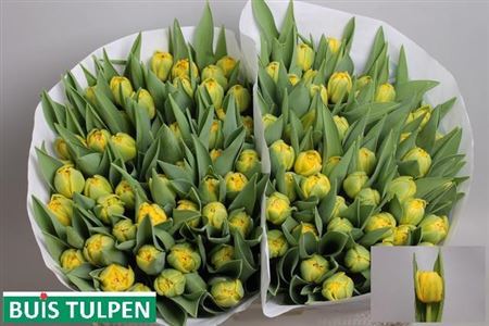 Tulip Double Roadrunner 40cm